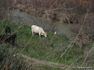lle del Simeto-24-02-2013 11-15-32